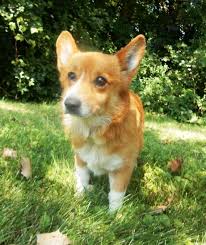 Adopt Sam On Petfinder Help Homeless Pets Homeless Pets Pet Adoption