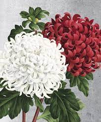 Chrysanthemum Flower Photos Floral Art Vintage Botanical Prints