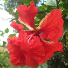 Image result for Hibiscus torrei
