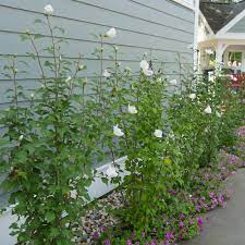 Hardy hibiscus 'white pillar' has been bred for a narrow, upright habit that makes it useful for planting as a screen, either side of an entrance or in large patio containers as a feature plant. White Pillar Rose Of Sharon Hibiscus Syriacus Proven Winners