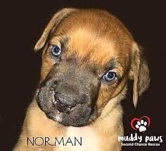Austin boxer rescue now serves all of the central texas region which includes austin, san antonio, temple, and the surrounding areas. Boxer Pup Norman Boxer Puppy Male For Sale In Co Bluffs Iowa Classified Americanlisted Com
