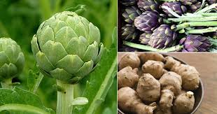 Plan before fall planting because it can take up to 60 days before plants are of suitable size for planting outside. 15 Types Of Artichokes Best Artichoke Plant Varieties
