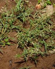 Image result for Eragrostis humidicola