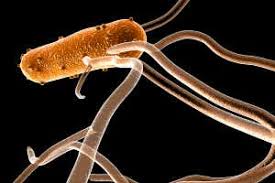 While some of the infections can be easily treated, some of. Salmonella Can Hijack Immune Cells To Spread Around The Body New Scientist