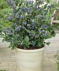 Pin On Gardening