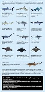 Ikan ini memiliki tubuh transparan dan sangat rapuh. Akal Akalan Ekspor Sirip Hiu Apendiks Ii Investigasi Majalah Tempo Co