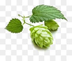 Lupulo png download free png images, vectors, stock photos, psd templates, icons, fonts, graphics, clipart, mockups, with transparent background. Malt Png Malt Beer Cleanpng Kisspng