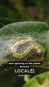 Image result for caterpillar box tree moth inside buxus plant