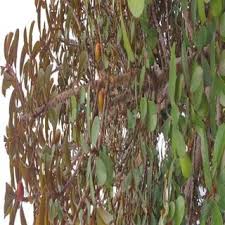 Image result for Landolphia letestui