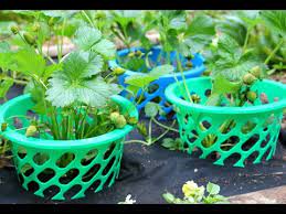 To date we've harvested about 3 quarts of decent strawberries. An Easy And Inexpensive Way To Keep Strawberries Off The Ground In Your Garden Youtube In 2021 Strawberry Garden Beds Strawberry Plants Strawberry Supports Diy