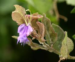 Image result for Karomia tettensis