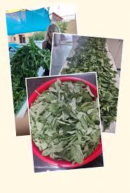 האם יהודי מצרים שבאו לישראל מתגעגעים לחגיגות שאם אל נאסים?