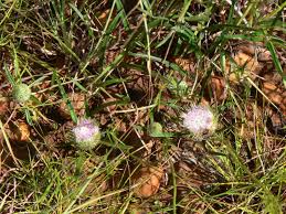 Image result for Dicoma anomala