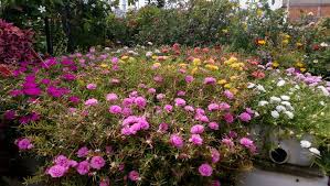 Krokot biru krokot belanda krokot bayam merah krokot bombay krokot bunga besar krokot bisa dimakan krokot beracun krokot. Rumah Bunga Neisha Rumah Bunga Neisha Cara Menanam Krokot Alias Mossrose Agar Subur Dan Rajin Berbunga