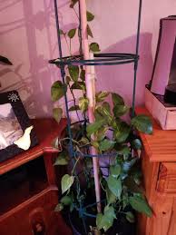 Image result for Epipremnum en casa