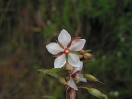 Image result for Sauvagesia