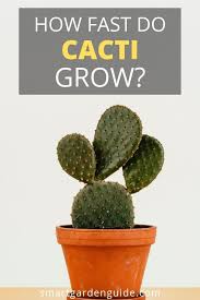 How Fast Do Cacti Grow Learn More At Smartgardenguide Com Cactus How To Grow Cactus Cactus Flower