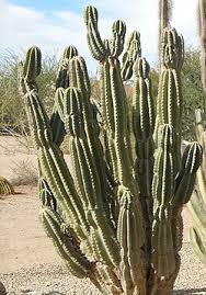 Image result for Cereus