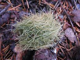 Image result for Volusia resupinata