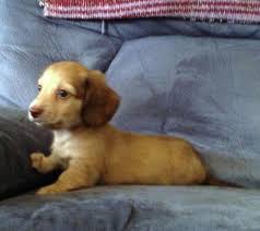 Louie's dachshund puppies for sale in nc: Akc Miniature Dachshund Puppies For Sale In Lexington Kentucky Classified Americanlisted Com