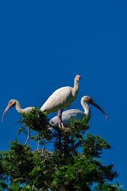 Image result for Ibis White 2017 Q1