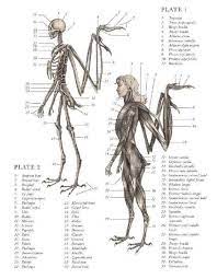 E B Hadspet Himera Anatomy Art Mythical Creatures Art Mythological Creatures