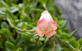 Image result for Kalanchoe manginii