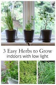 As much bright light as possible is a key to success growing herbs inside, away from their natural environment. The Easiest Herbs To Grow Indoors With Low Light Growing Herbs Indoors Growing Food Indoors Easy Herbs To Grow