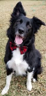 The border collie lab mix comes from two intelligent working lines. Black Lab Cross Collie Online
