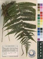 Image result for Amauropelta bergiana