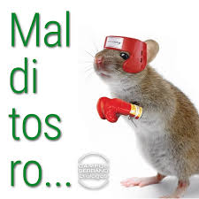 Hay demasiada basura y salen muchos ratones y otros animales que ya se vienen a mi casa. Malditos Roedores Por Que En Mi Casa Campos Serrano Biologos