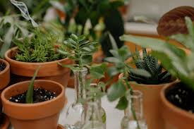 Beautiful Indoor House Plants · Free Stock Photo