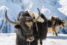 Image result for yak