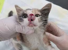 Ekel Video Was Ein Tierarzt Aus Dieser Katzen Nase Holt Ist Widerlich News De