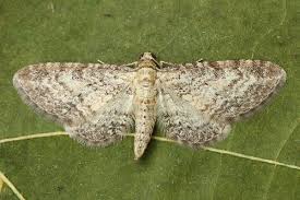 Image result for Eupithecia subumbrata