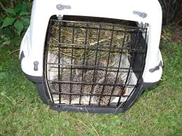 Kein Gefangnis Fur Igel Sondern Ungestortes Futtern Fur Junge Igelchen Saugetiere Tiere Giraffen
