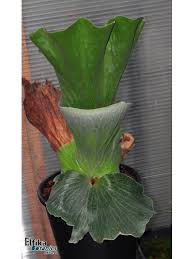 Image result for Platycerium elephantotis