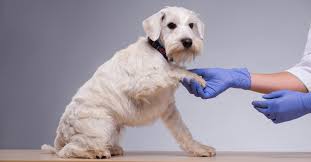 The Importance and Benefits of an Independently Owned & Operated Veterinary  Hospital - Animal Outpatient Surgery of San Diego