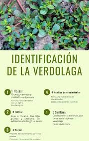 🌿 ¿Has visto esta planta en tu jardín? ¡Podría ser verdolaga! 🟢✨ La  verdolaga (Purslane) es una planta comestible muy nutritiva que muchas  veces pasa desapercibida… ¡o es confundida con una simple