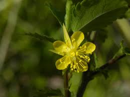 Image result for Corchorus schimperi