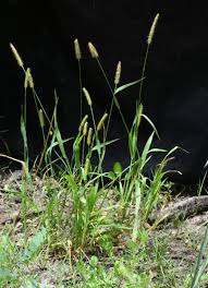 Image result for Setaria pumila