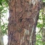 Image result for Agarista salicifolia