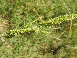 Image result for Echinochloa crus-pavonis