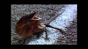 One day he gets into a basket napoleon movie dog from some balloons and flies away into the sky. Napoleon Lizard Youtube