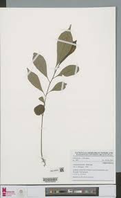 Image result for Uapaca guineensis