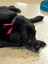 Adopt senior dog Dallas in Loudoun, VA
