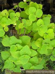 Image result for Tetradenia galpinii