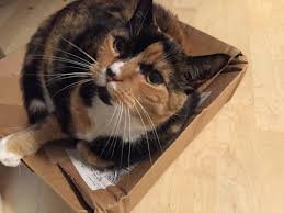 11) susan has coffee and cake in the afternoons. Rainbow Rice Cake Latkes Cat Update Zero Waste Warrior