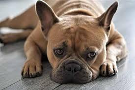 Click french bulldog breed standard to read about which characteristics are a reputable breeder will not breed or sell dogs with disqualifying colors. Breeder Reviewed French Bulldog Breeders In California Breeder Review