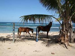 Wild Horses On The Beach Near Isabel Segunda Vieques Puerto Rico Vieques Horses Animals Wild